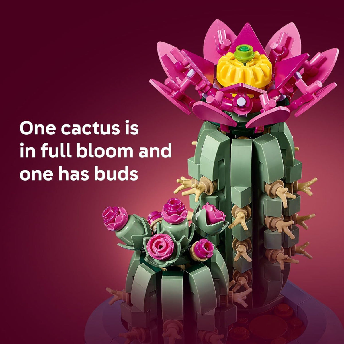 Flowering Cactus-3
