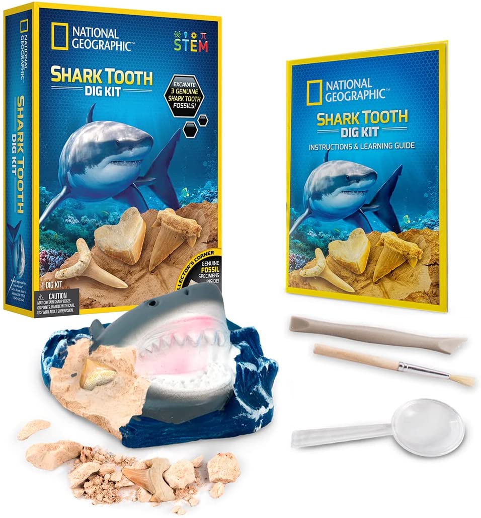 Shark Tooth Dig Kit