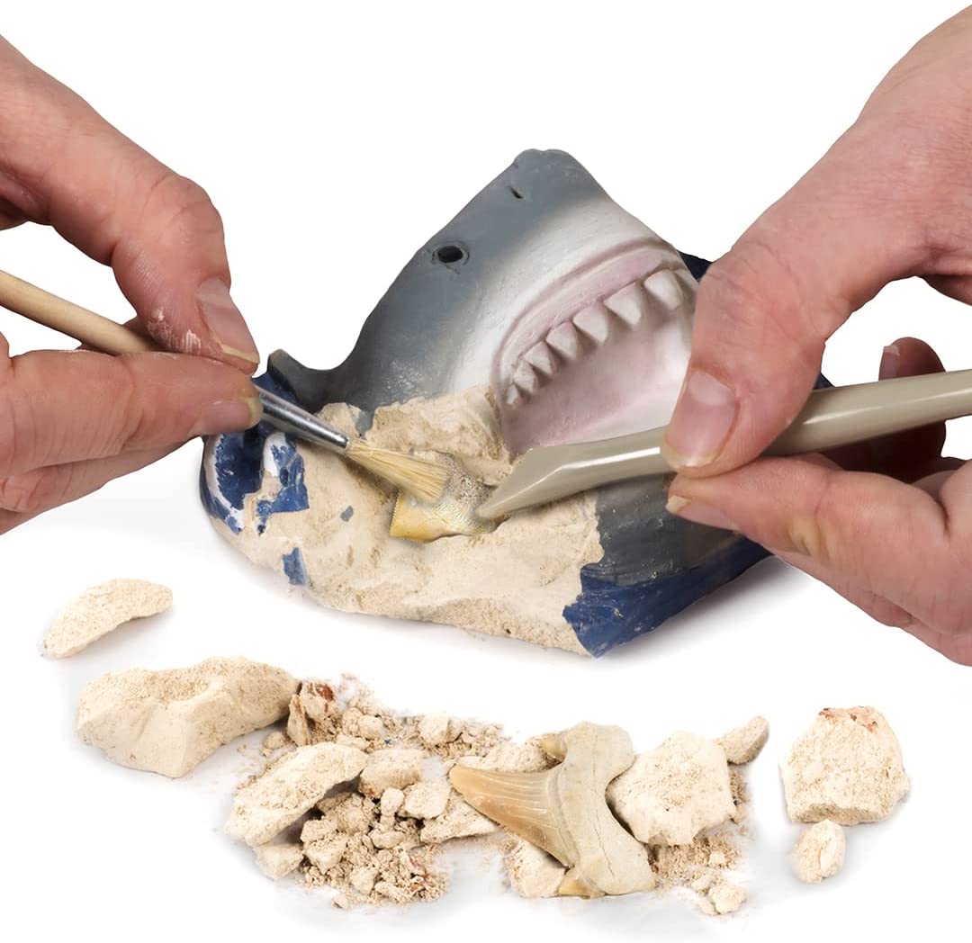 Shark Tooth Dig Kit