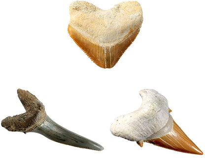 Shark Tooth Dig Kit